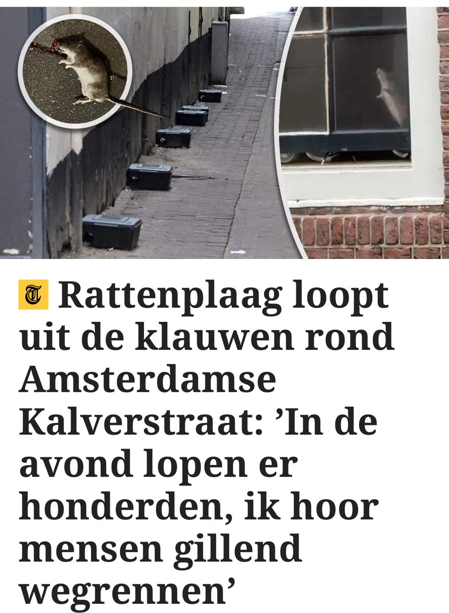 GEvanlagen's tweet image. De grootste zijn gesignaleerd bij de Stopera; dat lijkt hun uitvalsbasis te zijn.

#amsterdam 
#ratten