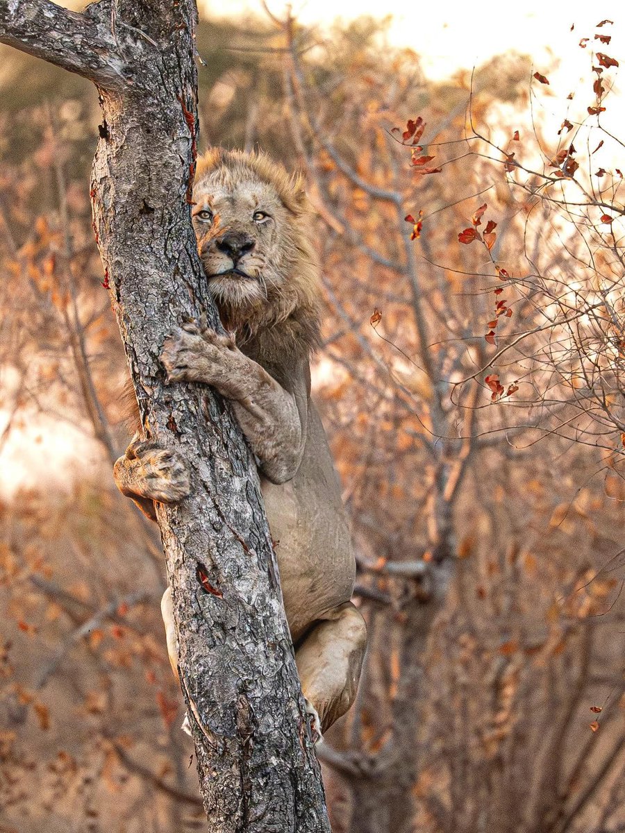 SMNK1972's tweet image. Fantastic capture of Kumbula male who chased leopards (Rhulani and Xipuku) up a tree and then embarrassed himself by getting stuck. Credit to @mattywarephotography2020