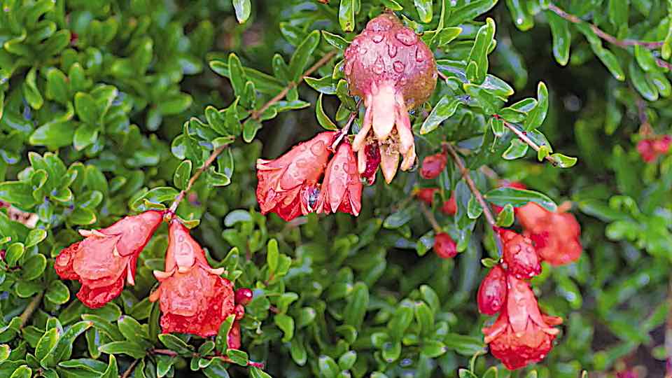 gardensbyyou's tweet image. Pomegranate (Punica granatum) trees have become very popular outdoor container trees for those in USDA hardiness zones 8–11, or in cooler climates with winter temperatures as low 10°F (–12°C), where they may be moved indoors in the same manner as Citrus trees for protection over…