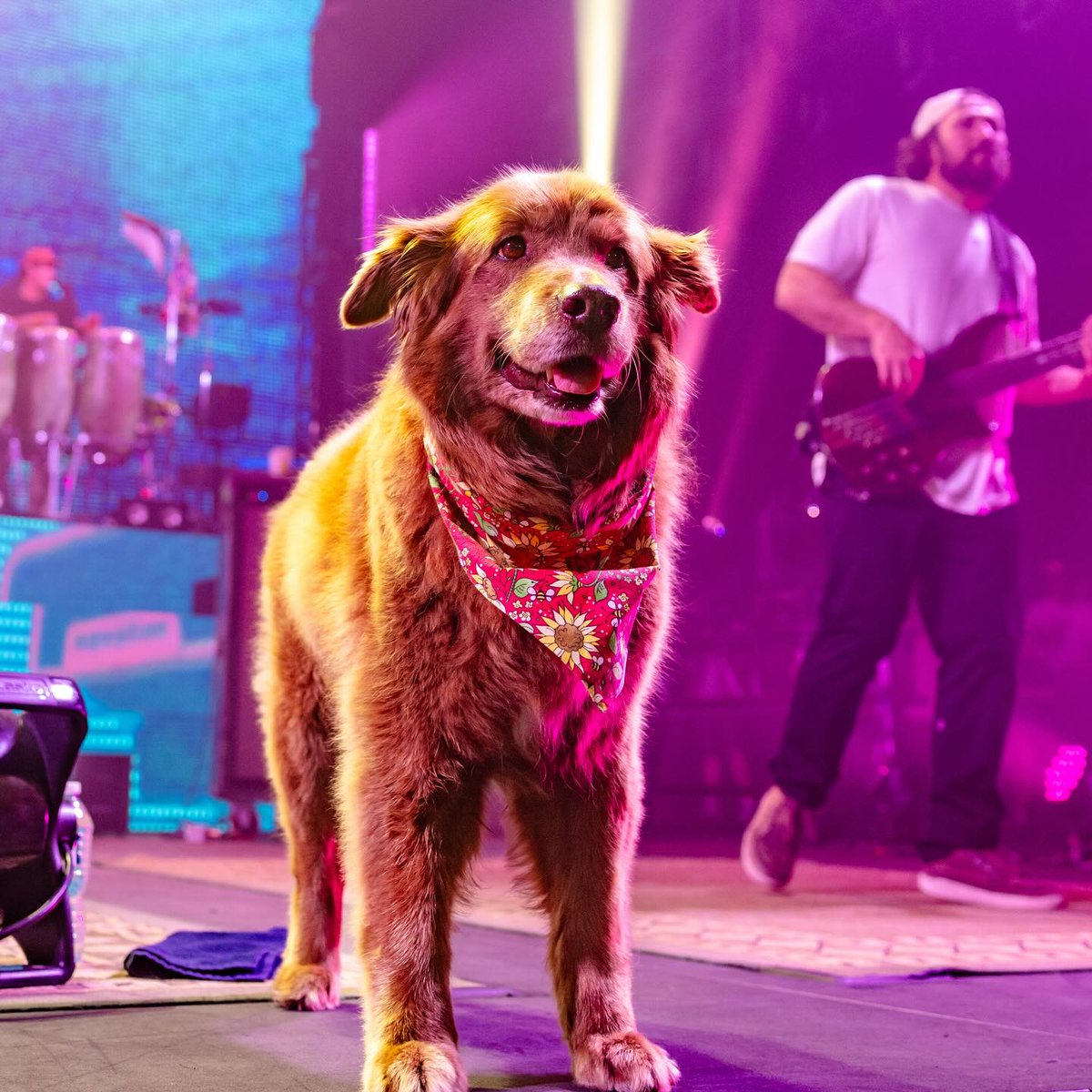 Hoy es el Día Internacional del Perro 🐾 y esta historia merece ser contada…

En un mundo donde los perros son mucho más que mascotas, hay historias que conmueven el alma.
Una de ellas es la de Cocoa, la perrita que ha recorrido el mundo al ritmo del reggae junto a la banda