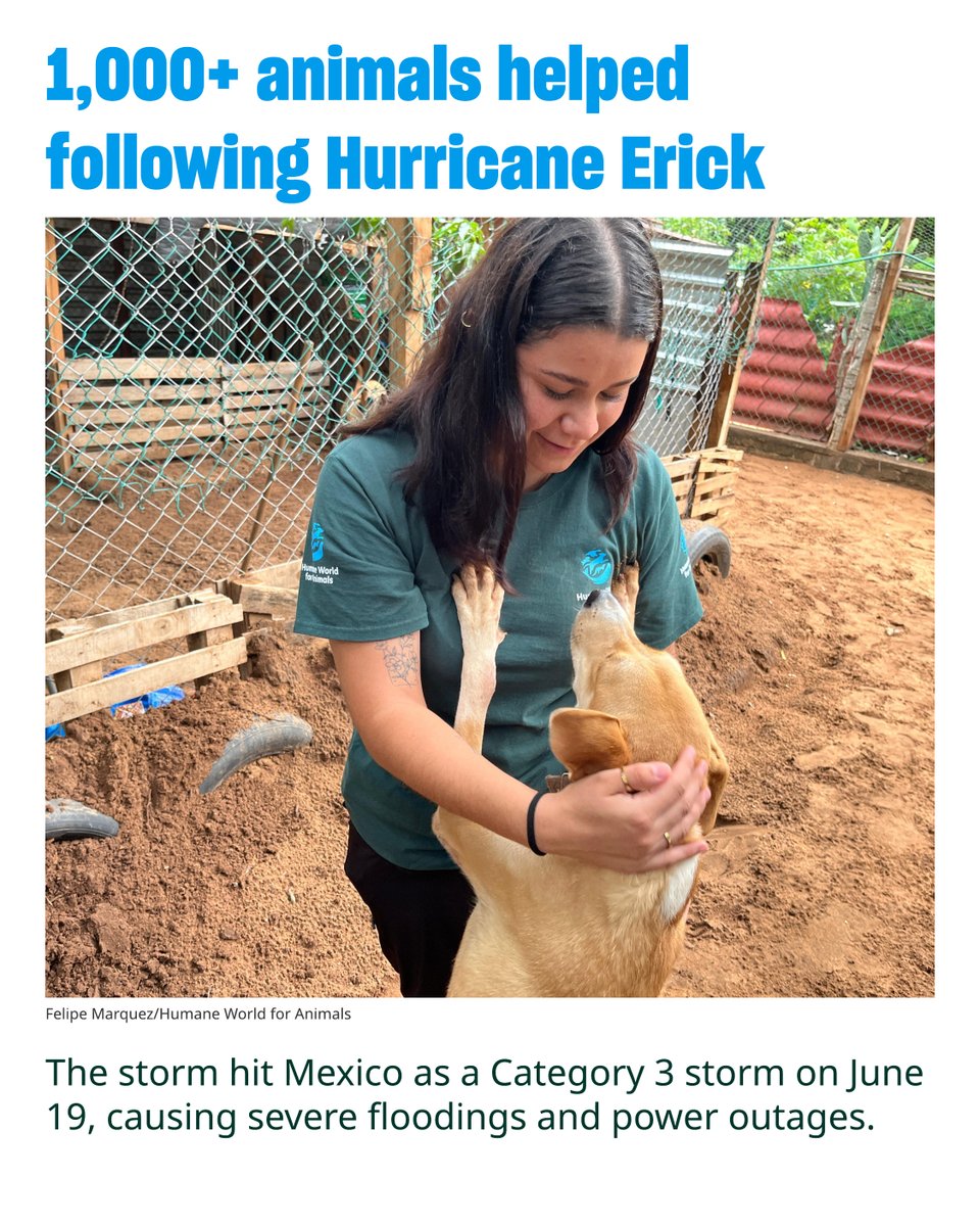 humaneworldorg's tweet image. Humane World for Animals deployed a disaster response team to help animals and their communities in Oaxaca, Mexico, that were impacted by Hurricane Erick.
Read More 👉 humaneworld.org/en/news/humane…