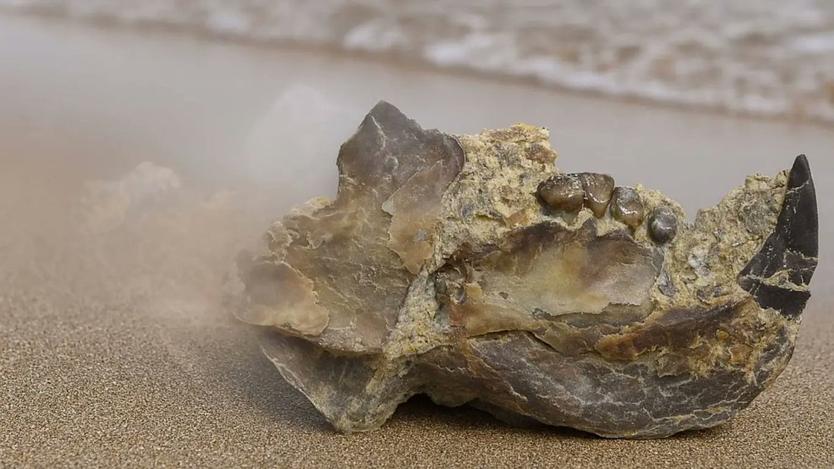 FDinosaurios's tweet image. Un estudiante descubre por casualidad en la playa un mamífero prehistórico de 145 millones de años
(vía @muyinteresante @sciencedirect)
n9.cl/4ir43