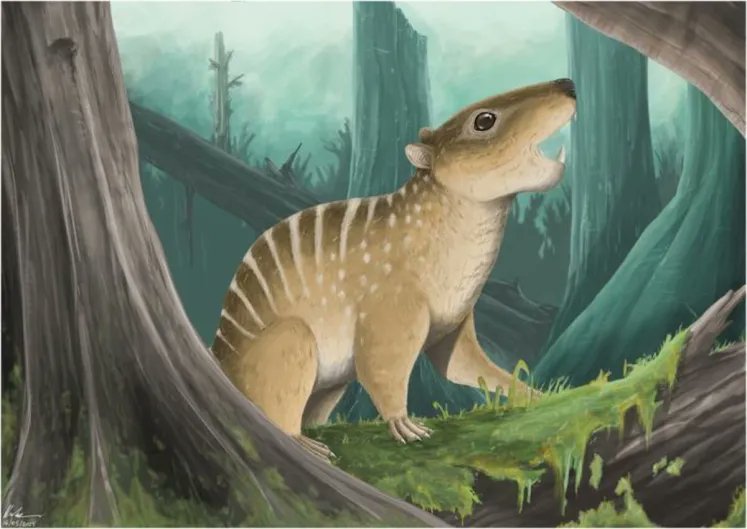 FDinosaurios's tweet image. Un estudiante descubre por casualidad en la playa un mamífero prehistórico de 145 millones de años
(vía @muyinteresante @sciencedirect)
n9.cl/4ir43