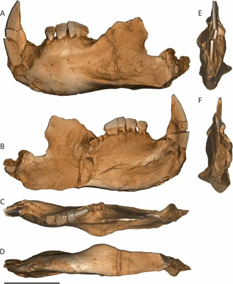 FDinosaurios's tweet image. Un estudiante descubre por casualidad en la playa un mamífero prehistórico de 145 millones de años
(vía @muyinteresante @sciencedirect)
n9.cl/4ir43