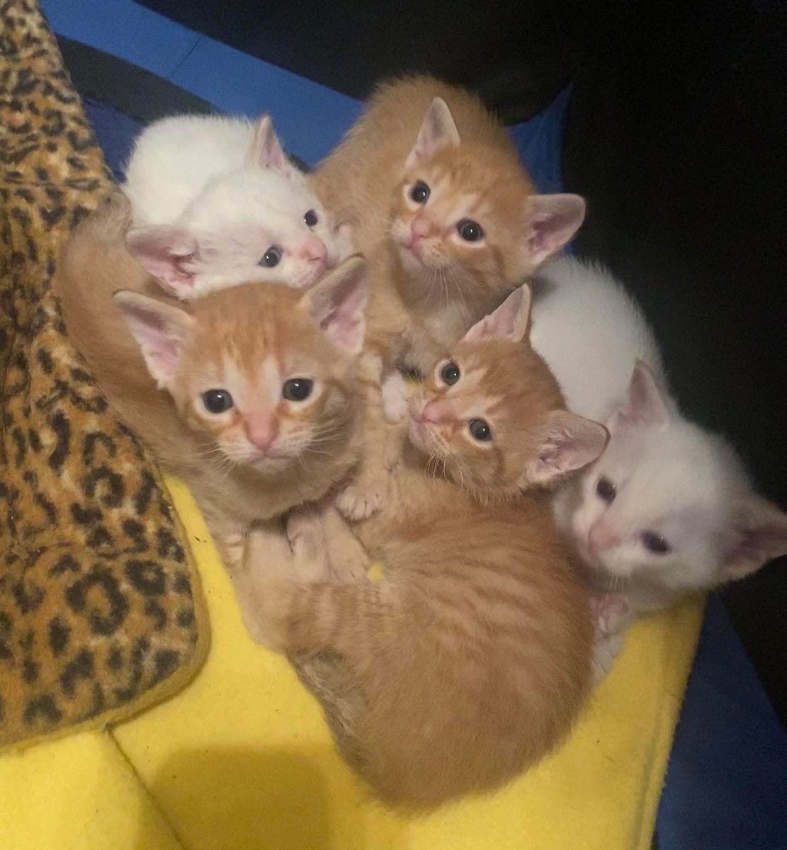 musicmaned's tweet image. Stopped by my sisters to see her new fosters.
She has five new kittens!
They are about one pound each.
She texted me after I left and asked if I noticed anything special about them.
I didn’t.
So she sent me a separate picture.
Notice anything special? 🐾💕😎
