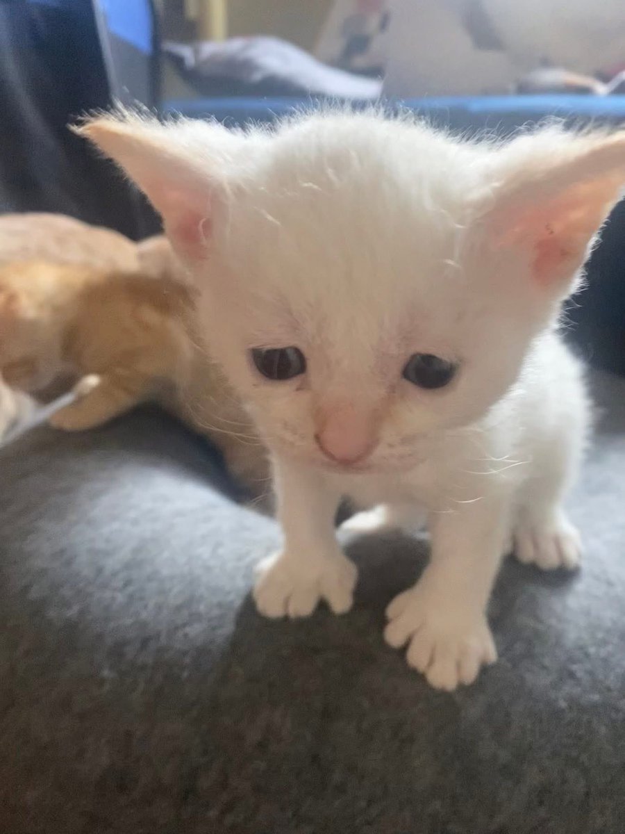 musicmaned's tweet image. Stopped by my sisters to see her new fosters.
She has five new kittens!
They are about one pound each.
She texted me after I left and asked if I noticed anything special about them.
I didn’t.
So she sent me a separate picture.
Notice anything special? 🐾💕😎