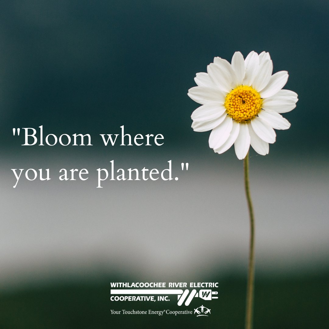 Happy Mental Health Monday!

Sometimes life plants us in unexpected places. But even in the toughest soil, growth is possible. 💚

Take a deep breath, nurture your mind, and remember: you have the strength to bloom right where you are. #wreccoop #MentalHealthMonday