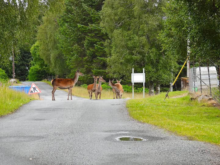 HillbillyHighl1's tweet image. Three years ago today, traffic wis brutal in the glen.