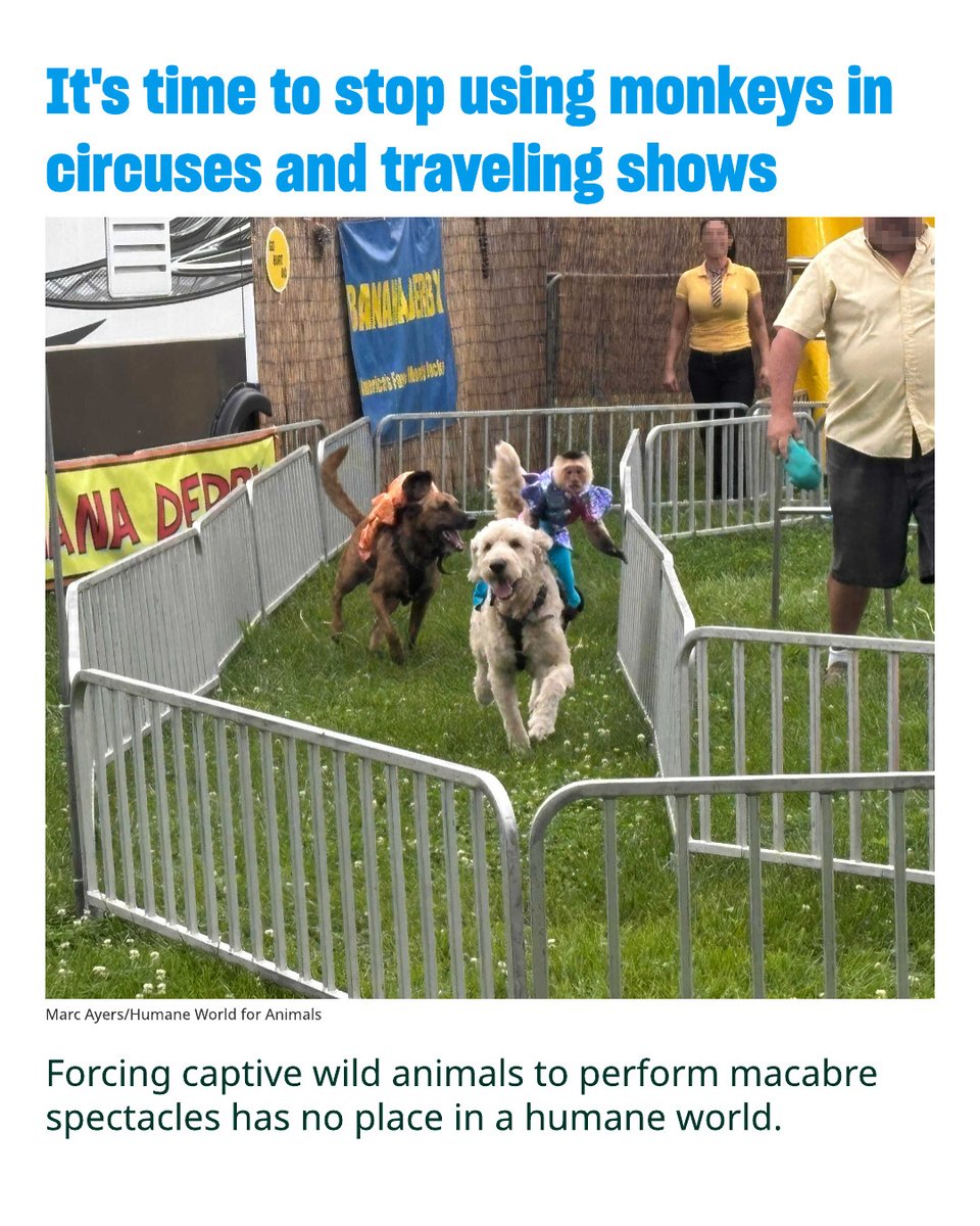 humaneworldorg's tweet image. Even though Illinois was the first state in the U.S. to ban the use of elephants in circuses and traveling shows, it is still legal to force primates and other wild animals to perform.
Read More 👉 humaneworld.org/en/blog/its-ti…