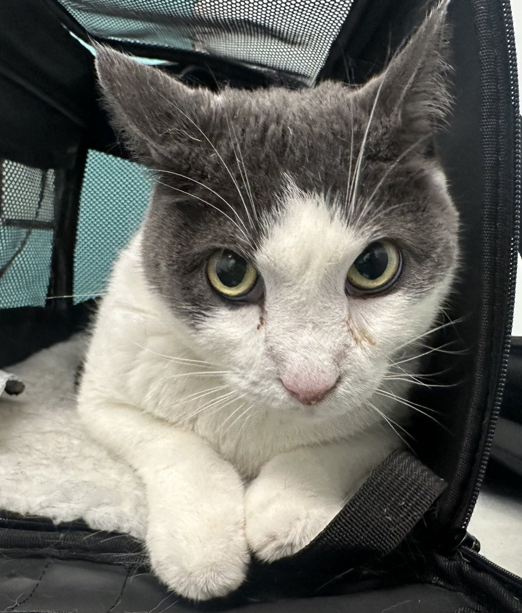 NYCDEATHROWCATS's tweet image. RETURNED - ADOPTED BACK IN 2018 - Spouse of owner came to QACC on her behalf to surrender her cat Nermo aka Quetzal.
Client stated that she was diagnosed with a Degenerative neurological disease and can no longer care for a cat.
facebook.com/photo?fbid=219…