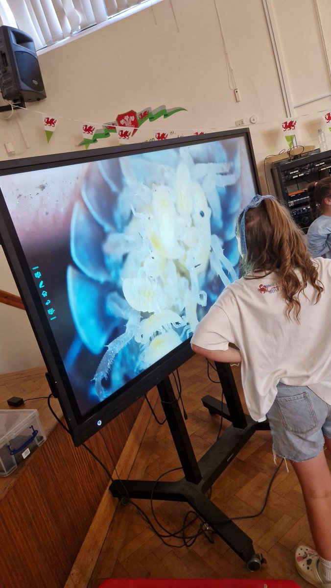 YsgolPenmorfa's tweet image. A busy first day at this year's @foodandfunwales programme!
We had a brilliant workshop from Wild Workshops, learning about and meeting some native UK Wildlife!
@WelshLGA #FoodandFunWales