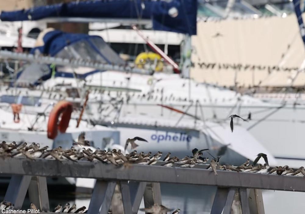 Ornithomedia's tweet image. Un spectaculaire rassemblement postnuptial précoce d’Hirondelles de rivage sur le lac du Der (Marne) en juillet 2025 ➡️ Cliquez sur ce lien pour en savoir plus : ornithomedia.com/breves/un-spec… #oiseaux #birds #ornithologie #ornithologie @SeineGrandsLacs