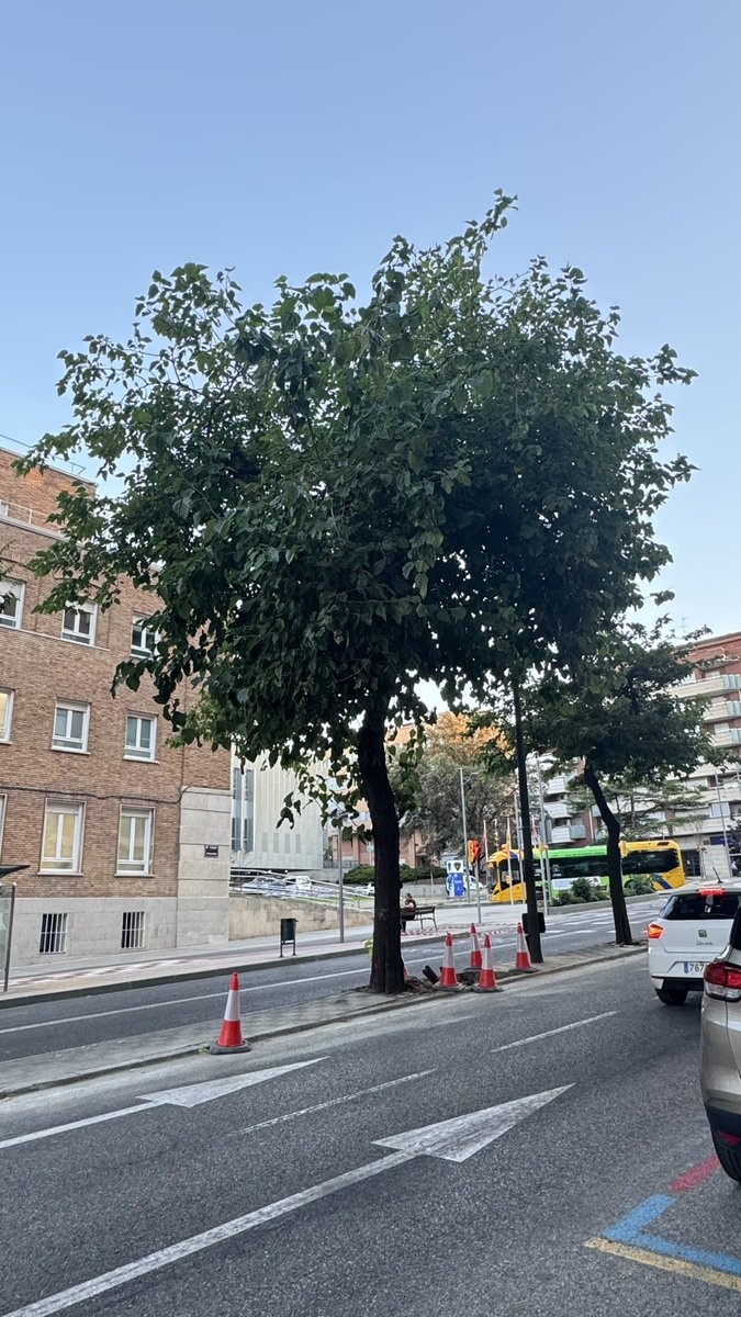 estertort's tweet image. Algú pot explicar el projecte del que s’està fent a Prat de la Riba de #Lleida ? La sensació és que es van fent pegats i tallant arbres …suposadament justificat per un canvi de lluminàries…