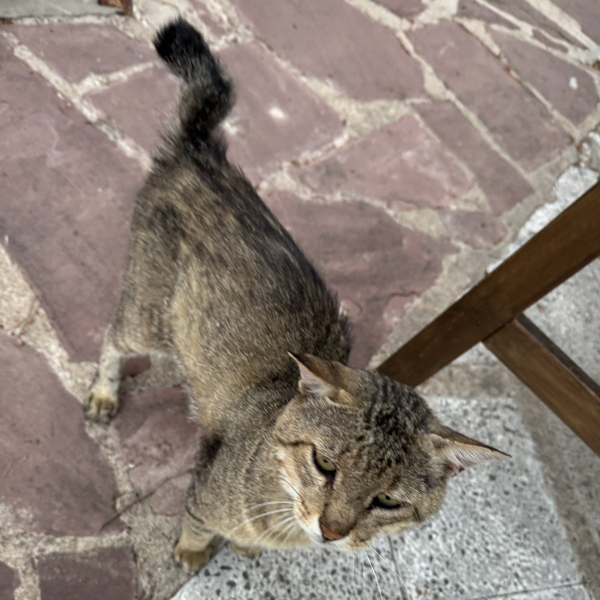cube_flipper's tweet image. wild tom cat with a missing tail and copious battle wounds also has the most remarkably stiff and frozen fascia i have ever felt on a cat. friendly though