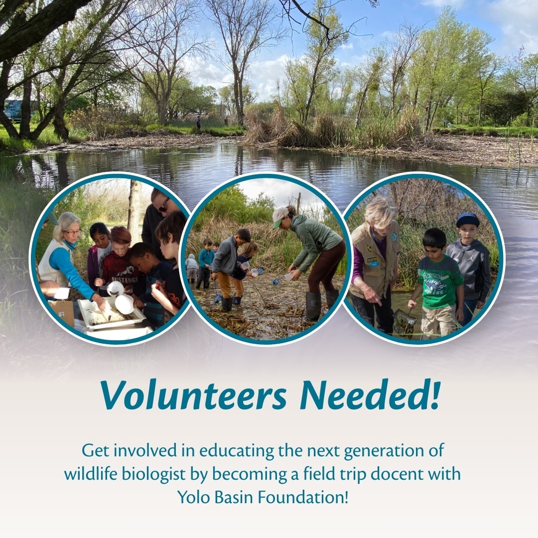 Help inspire the next generation of wildlife conservationists by joining Yolo Basin Foundation's school outdoor field trip program as a volunteer! To learn more, contact our Community Engagement Coordinator via email at volunteer@yolobasin.org. Apply here: bttr.im/7qd0o