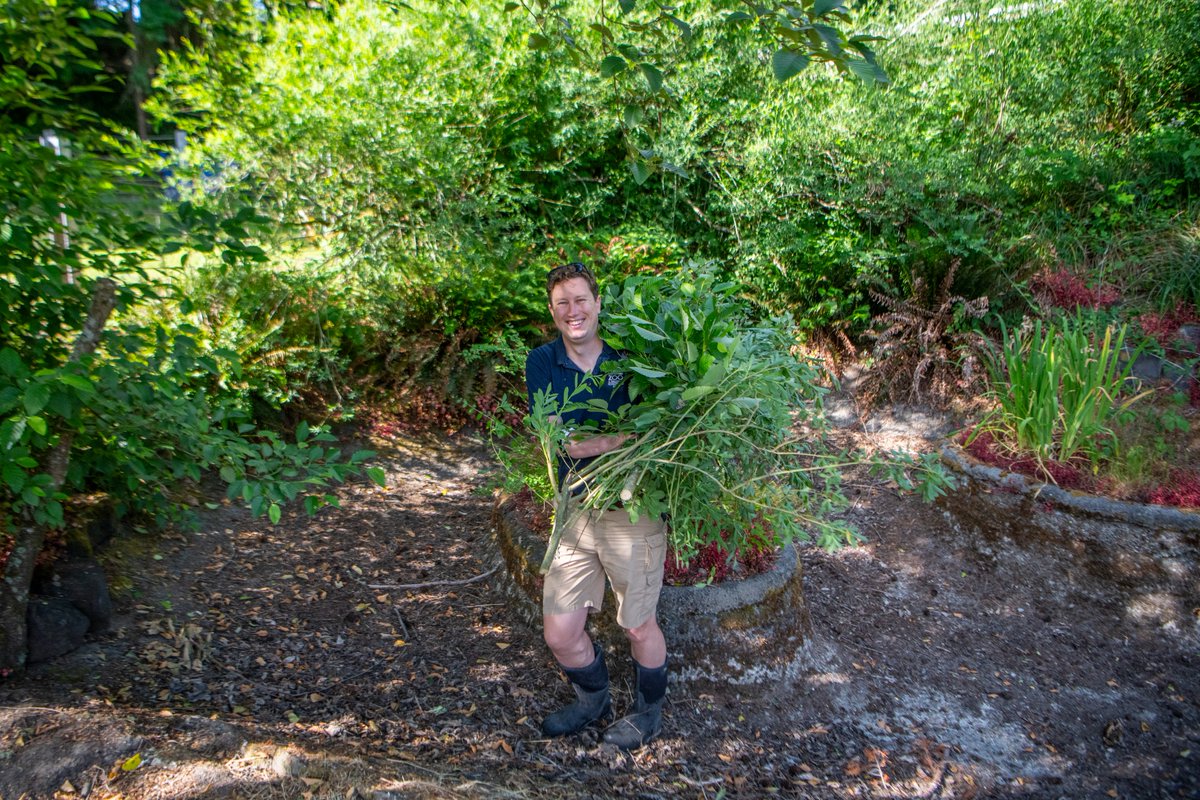PtDefianceZoo's tweet image. For #ZookeeperWeek, we went behind the scenes with Russell, a dedicated keeper at Point Defiance Zoo. He cares for animals in our Rocky Shores and Arctic Tundra habitats, and shared what inspired his journey into zookeeping and what working with wildlife means to him. 🐻❄️🦦🐧…