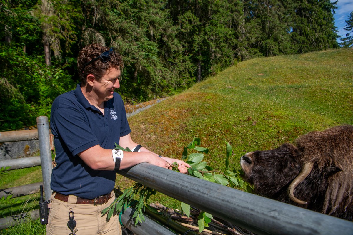 PtDefianceZoo's tweet image. For #ZookeeperWeek, we went behind the scenes with Russell, a dedicated keeper at Point Defiance Zoo. He cares for animals in our Rocky Shores and Arctic Tundra habitats, and shared what inspired his journey into zookeeping and what working with wildlife means to him. 🐻❄️🦦🐧…