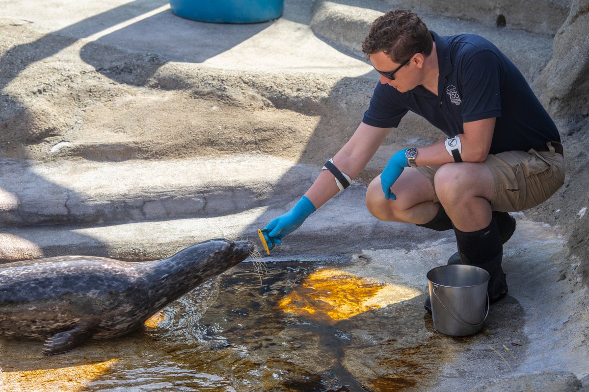 PtDefianceZoo's tweet image. For #ZookeeperWeek, we went behind the scenes with Russell, a dedicated keeper at Point Defiance Zoo. He cares for animals in our Rocky Shores and Arctic Tundra habitats, and shared what inspired his journey into zookeeping and what working with wildlife means to him. 🐻❄️🦦🐧…