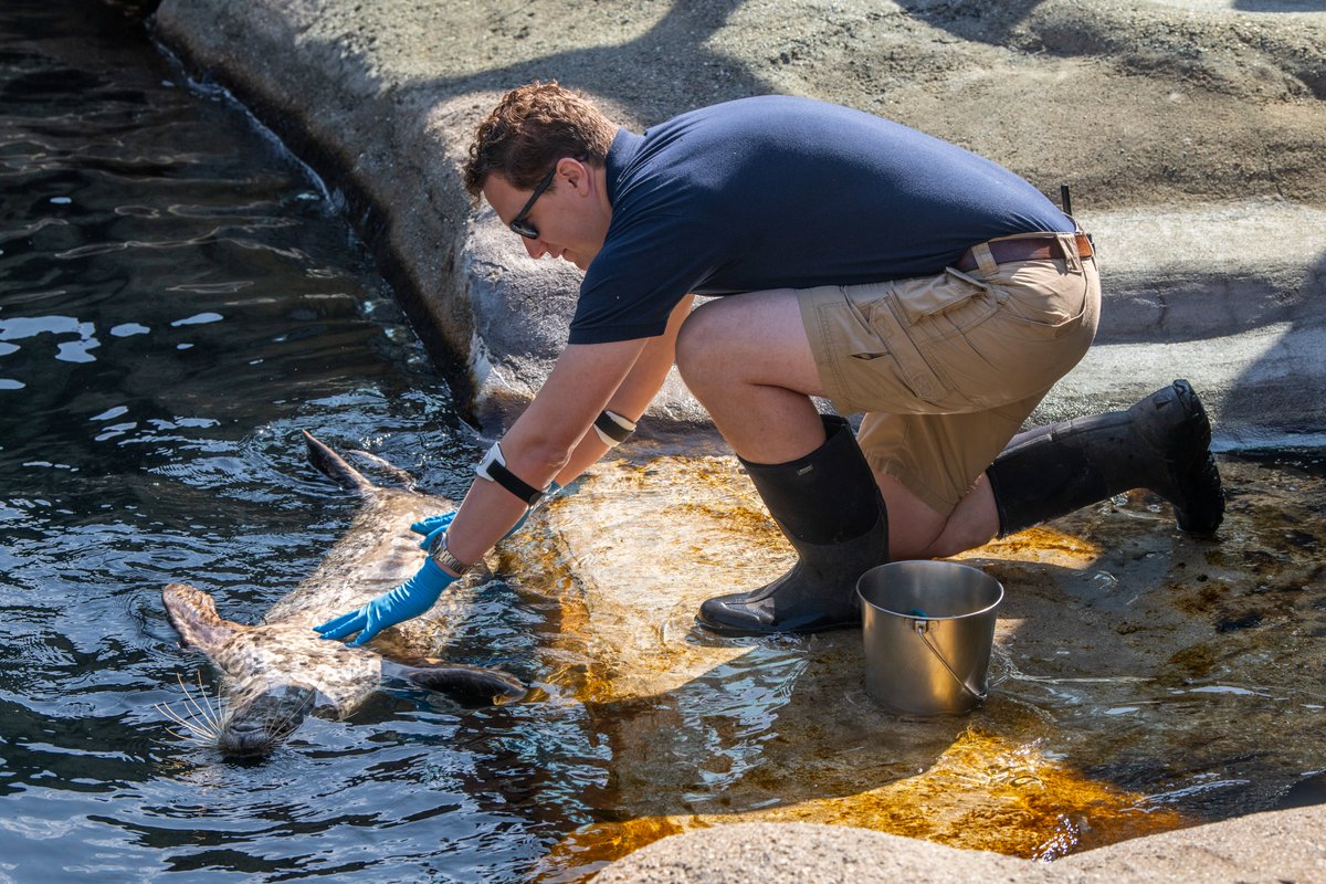 PtDefianceZoo's tweet image. For #ZookeeperWeek, we went behind the scenes with Russell, a dedicated keeper at Point Defiance Zoo. He cares for animals in our Rocky Shores and Arctic Tundra habitats, and shared what inspired his journey into zookeeping and what working with wildlife means to him. 🐻❄️🦦🐧…