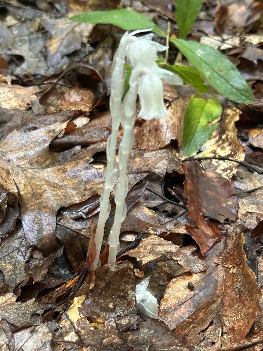 Simple_Shapes03's tweet image. Found some Freeloadin, no chlorophyll havin, parasitic punk ass ghost pipes.
Very excited to see em in the wild. I’ve only ever read about em.