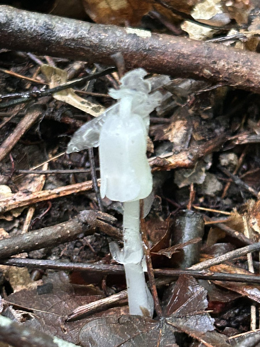 Simple_Shapes03's tweet image. Found some Freeloadin, no chlorophyll havin, parasitic punk ass ghost pipes.
Very excited to see em in the wild. I’ve only ever read about em.