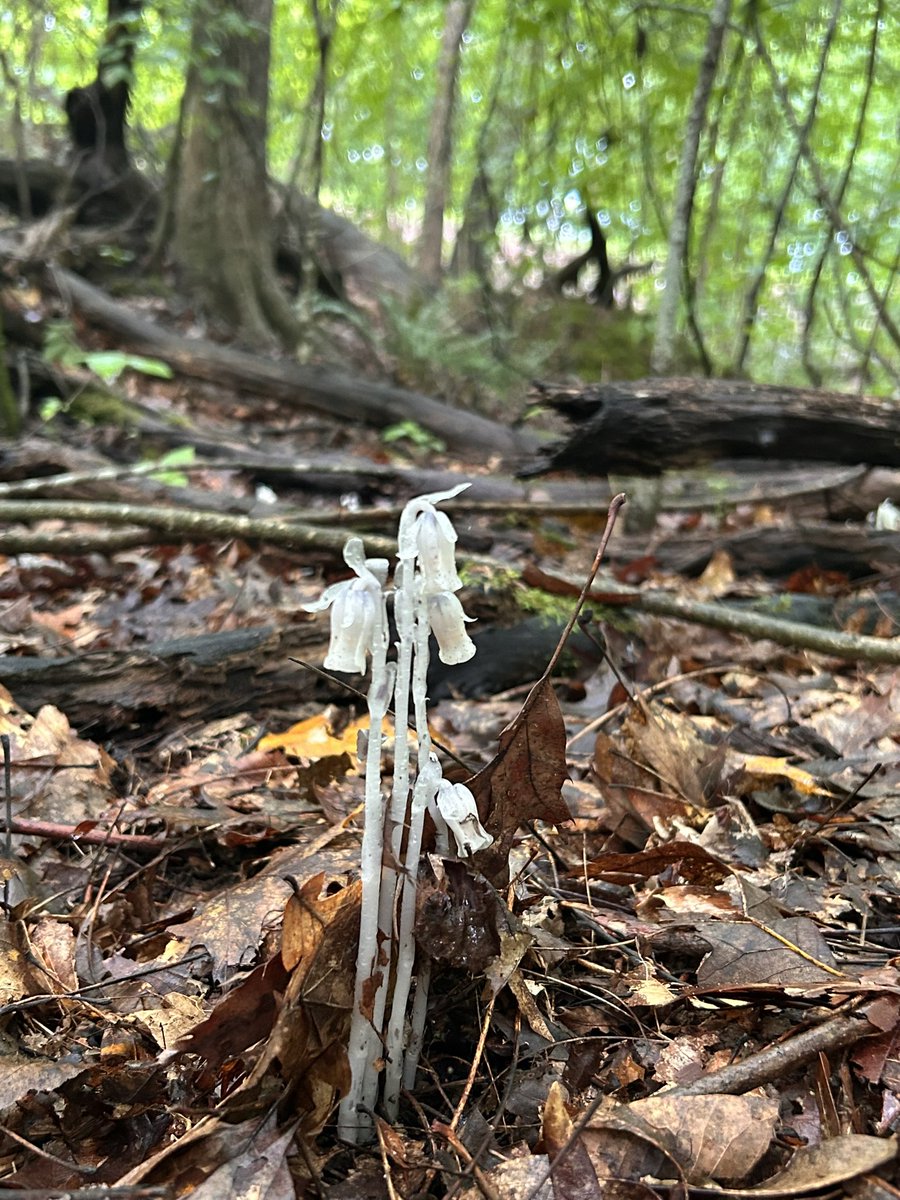 Simple_Shapes03's tweet image. Found some Freeloadin, no chlorophyll havin, parasitic punk ass ghost pipes.
Very excited to see em in the wild. I’ve only ever read about em.