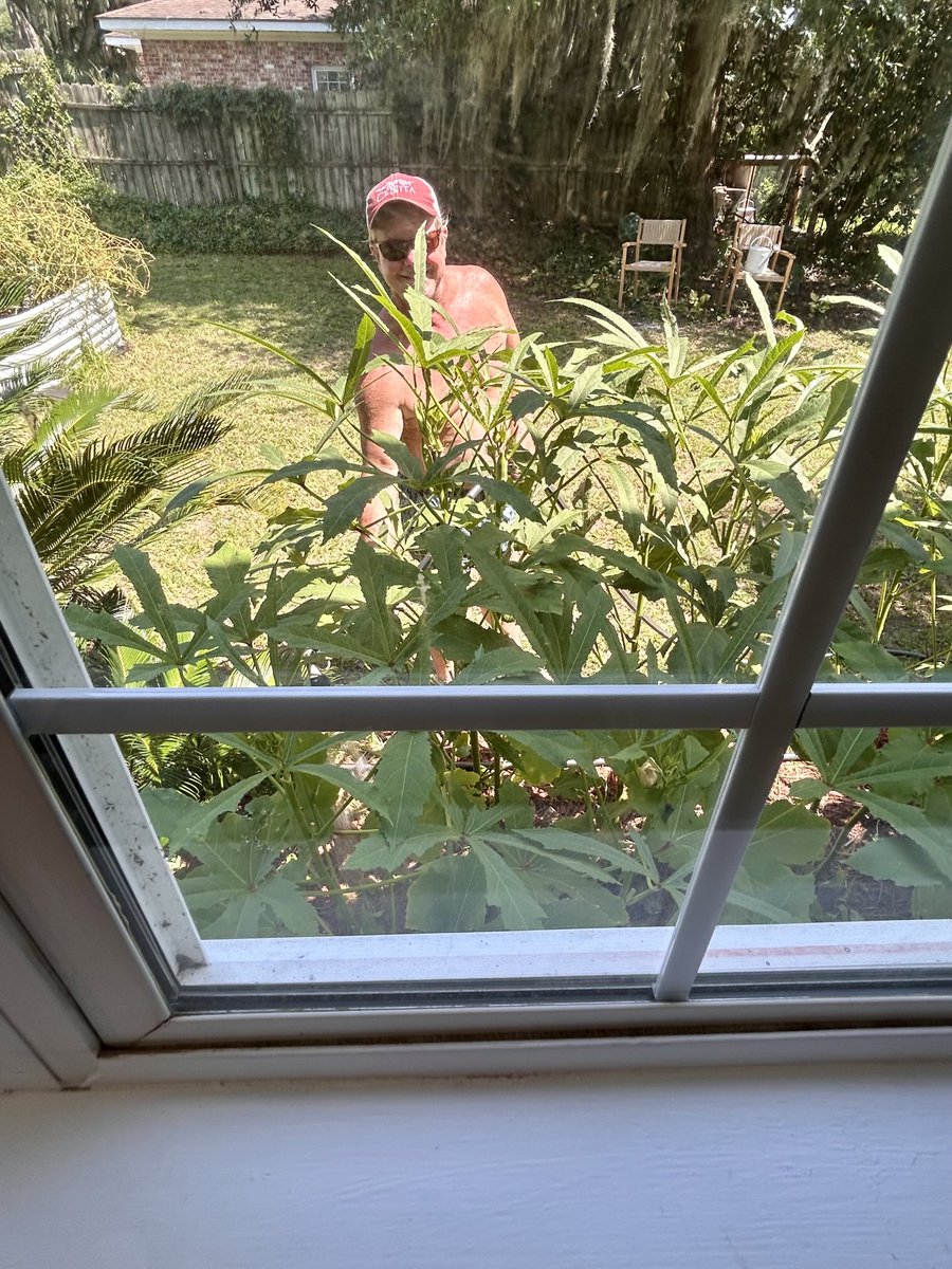Angietiii's tweet image. Okra gettin’ watered outside my bathroom window! Been picking okra everyday for three weeks already. I love my new life in the low country!