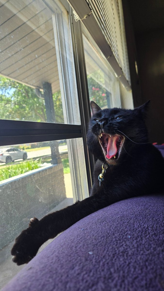 defiledcrypt's tweet image. I LOVR MY KITTTTYYYYYY