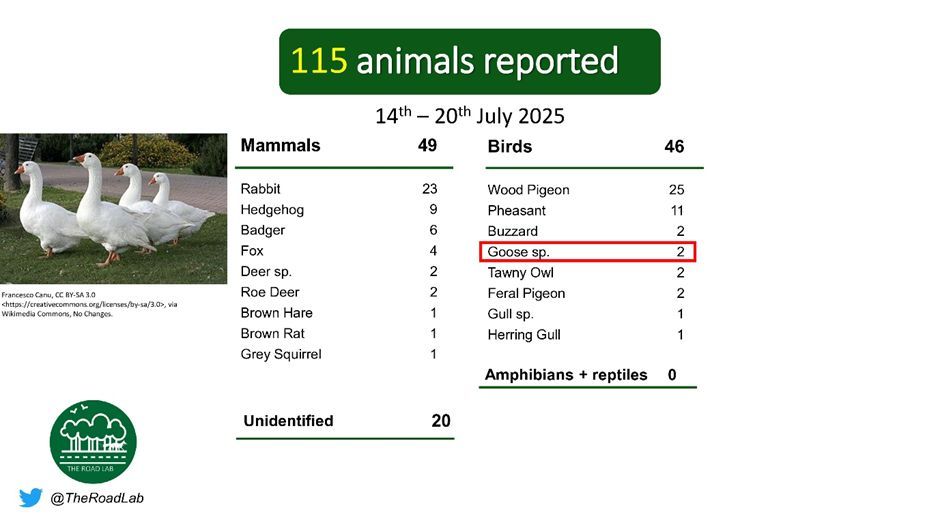 The weekly #roadkillreport is out! A large number of animals (115) were reported this week, with an unusual spot being a pair of geese. Wood pigeon were the most common report this week. Report roadkill with our app:
iOS (buff.ly/3Yktj50)
Android (buff.ly/3YjeDn3)