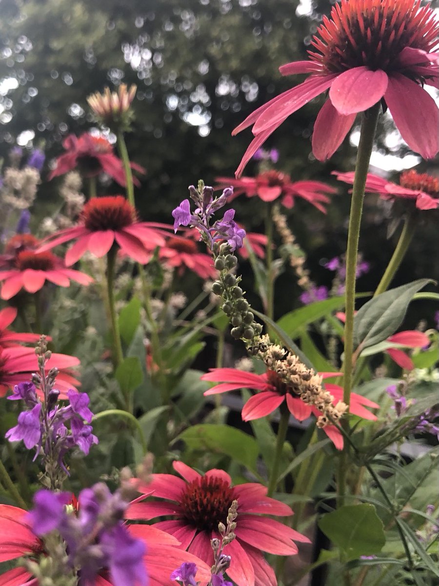 LissaKEvans's tweet image. The echinacea are getting a bit bored oh me taking pictures of them - but they’re SO gorgeous…