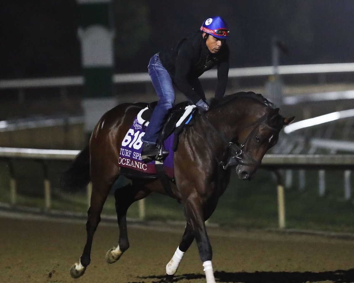 surfsidestables's tweet image. Oceanic is back! Racing @EllisParkRacing on 7/28 in allowance race. He’s still game at 8 yo and all class. 🐎Cristian Torres up. @kelseyjdanner @cristiantorr64