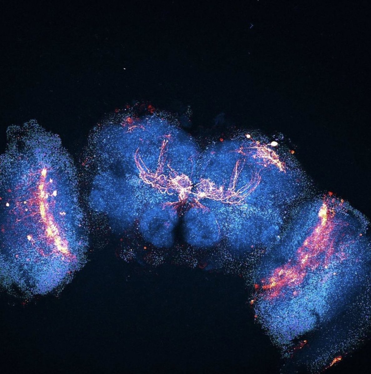 ScienceStowers's tweet image. #DYK tomorrow is #WorldBrainDay? This #MicroscopyMonday is an adult fly #brain, labeled in orange is the mushroom body, the memory center in flies, and the neurons on the sides are part of the medulla of the eye, essential for color vision. (Si Lab) 🧠