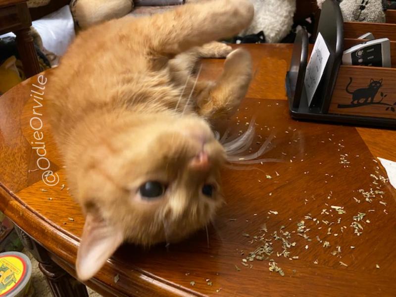 Happy Monday, friends! 😺👋❤

Can you guess what I've been doing today? 😹