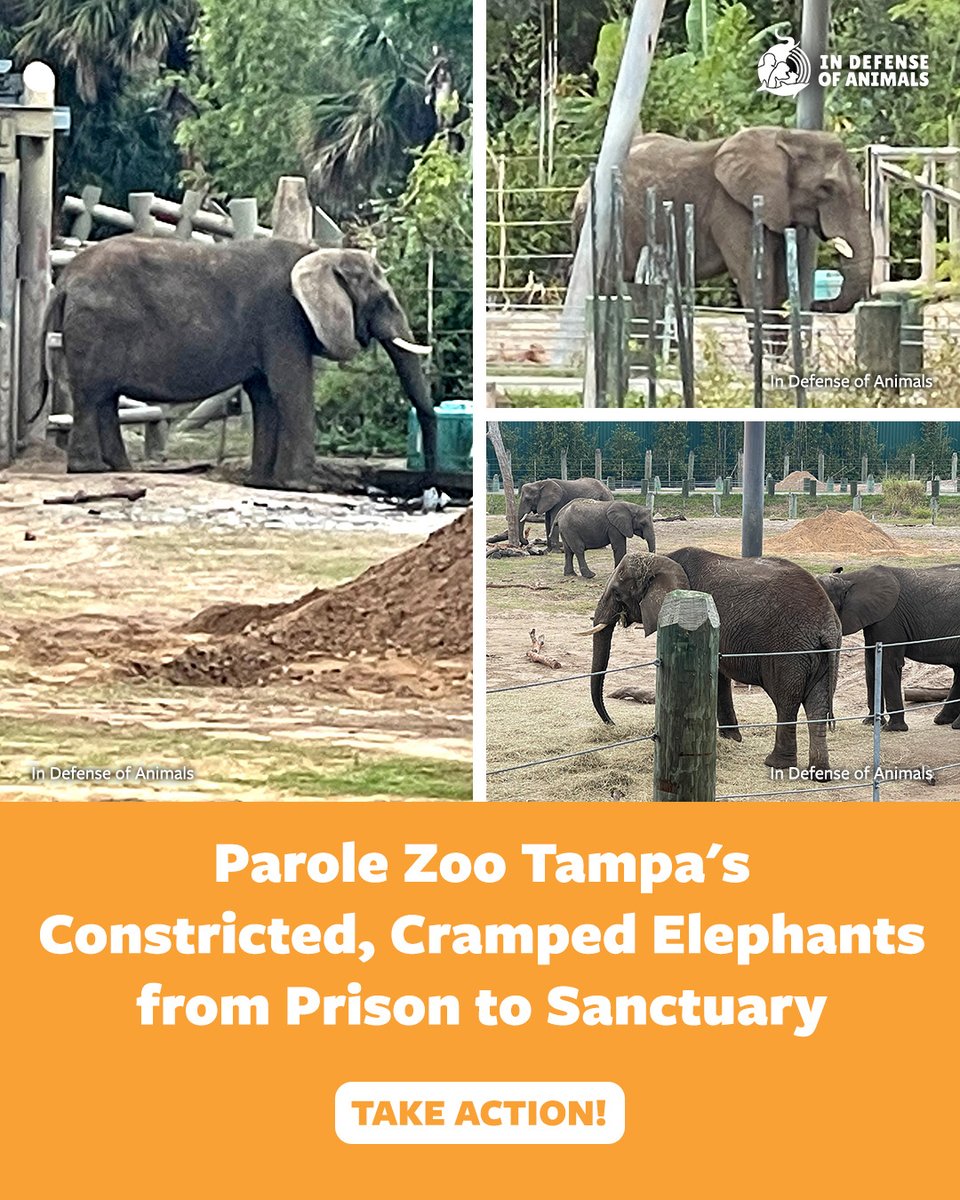 IDAUSA's tweet image. Six elephants at Zoo Tampa are crowded into a 2.5-acre prison-like enclosure. The lone male, Sdudla, is often isolated in his even smaller yard.
Take action: bit.ly/44TUJAp
Pls RT and support our work: bit.ly/4kFQY7z
#10WorstZoos #CaptivityKills