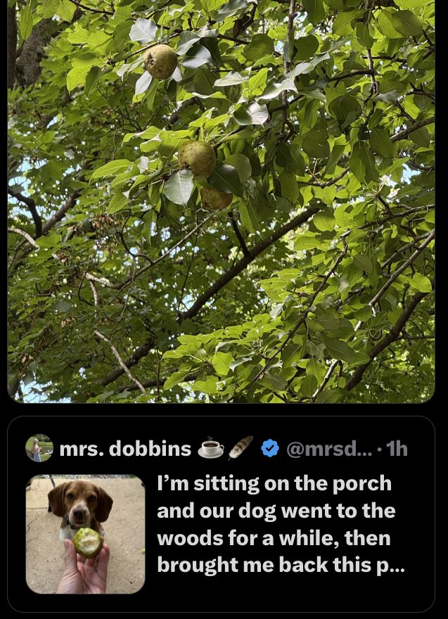 gmk_julie's tweet image. So multiple mutuals are just randomly finding glorious pear trees on their properties today?
Is this happening to anyone else and is it limited to pears and can i please just walk into my back yard and find a sheep or a donkey or a milk cow?