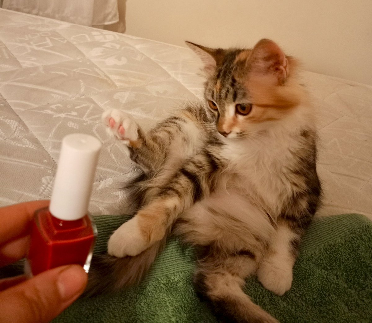 mintiskovebalim's tweet image. oşe vakdiii💅 hevkes padisini uzadsın🫵