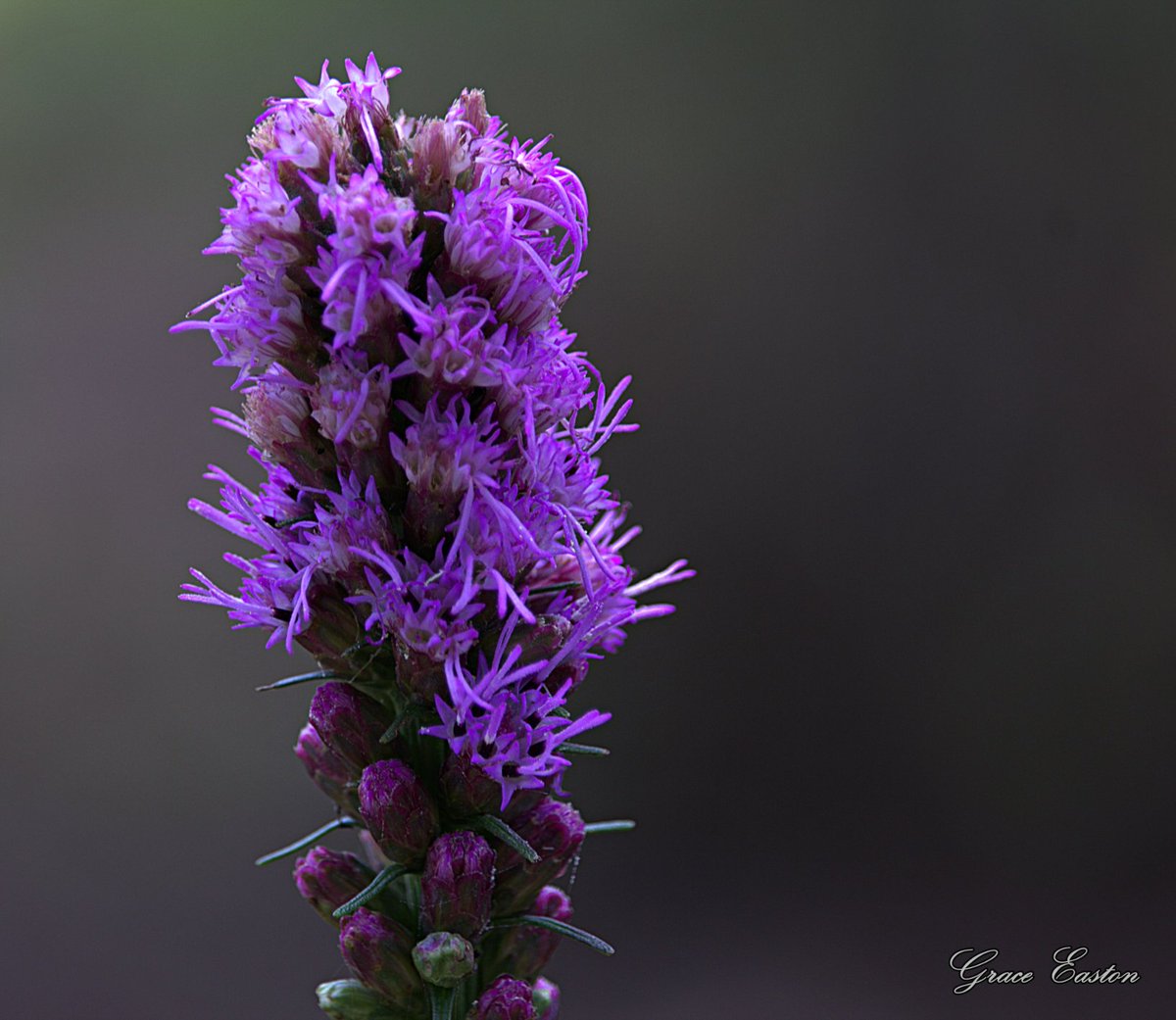 GraceOnFire2's tweet image. "To see a world in a grain of sand and heaven in a wild flower Hold infinity in the palm of your hand and eternity in an hour" - William Blake
Blazing Star Liatris, Wild Bergamot, Veronica Spike Speedwell, Coneflower Echinacea
#photography #photographyOnX #Flowers #Gardening