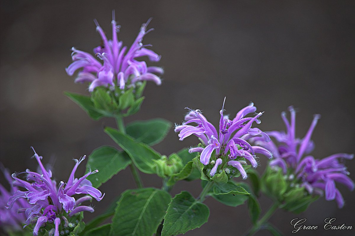 GraceOnFire2's tweet image. "To see a world in a grain of sand and heaven in a wild flower Hold infinity in the palm of your hand and eternity in an hour" - William Blake
Blazing Star Liatris, Wild Bergamot, Veronica Spike Speedwell, Coneflower Echinacea
#photography #photographyOnX #Flowers #Gardening