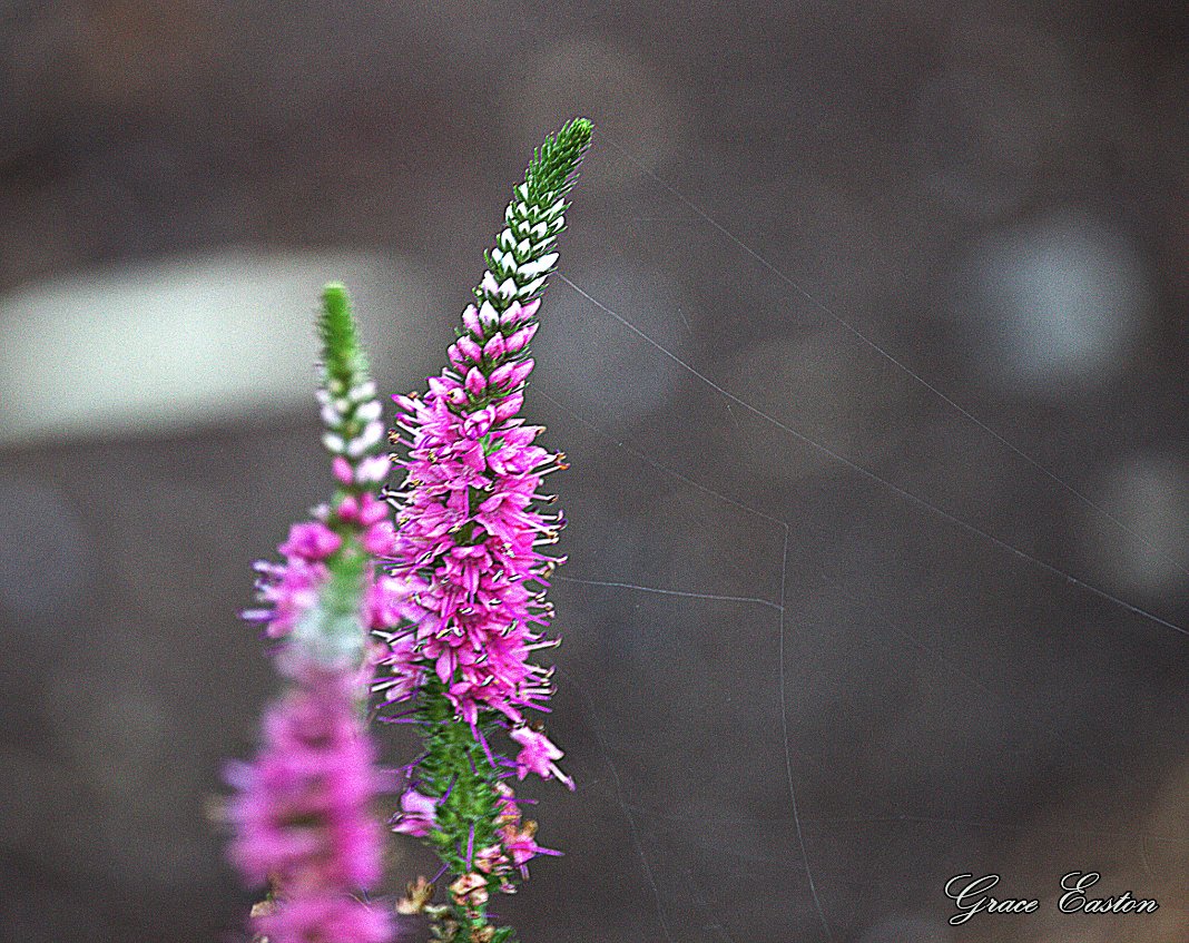 GraceOnFire2's tweet image. "To see a world in a grain of sand and heaven in a wild flower Hold infinity in the palm of your hand and eternity in an hour" - William Blake
Blazing Star Liatris, Wild Bergamot, Veronica Spike Speedwell, Coneflower Echinacea
#photography #photographyOnX #Flowers #Gardening