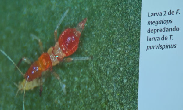 jaarcossanchez's tweet photo. 🔝🔝🔝#Megalops, el nuevo bicho autóctono que llama a la puerta del sector para su cría comercial
📝https://t.co/B3VQ54sc5K
📌Memoriza este nombre: Franklinothrips megalops, un thrips bueno que se come al thrips malo, Parvispinus
#controlbiologico #Ifapa #Almeria #invernadero