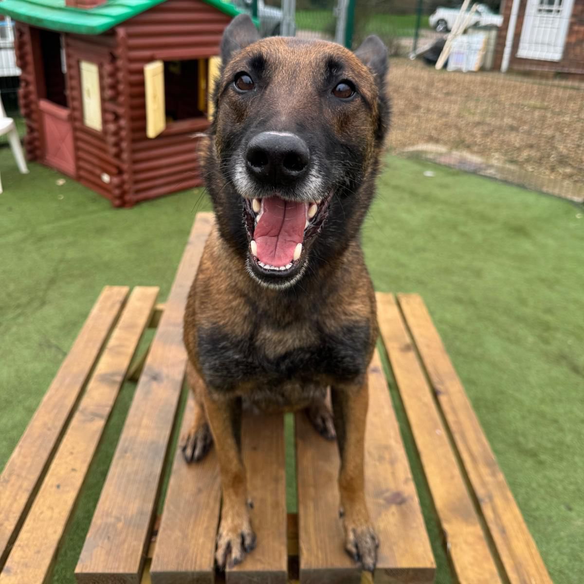 ThinBluePaw's tweet image. We&apos;d like to wish PD Quinta from Humberside Police a very happy retirement following years of dedicated and loyal service to the communities of Humberside.

During her career, PD Quinta has tracked and located numerous missing and vulnerable people, and fearlessly chased and…