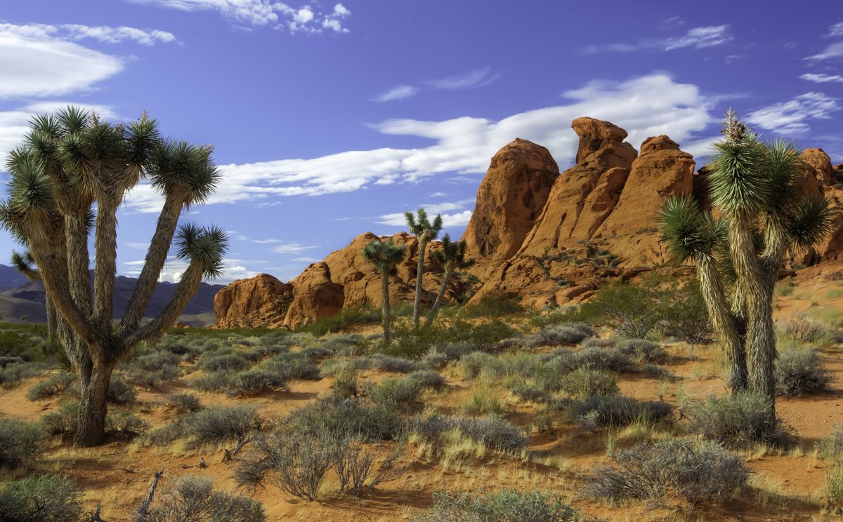 Interior's tweet image. Gold Butte National Monument is a remote and rugged desert landscape in southeastern Nevada, where dramatically chiseled red sandstone, twisting canyons and tree-clad mountains punctuate stretches of the Mojave Desert.
Photo by Bob Wick / @blmnational