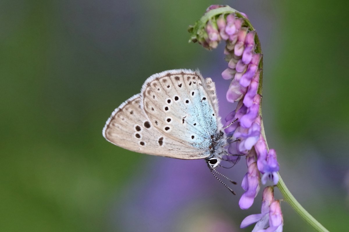 Postcard from the field from our ongoing Pallas's Fritillary &amp; Late Summer Butterflies of Hungary tour:

Another sun-kissed day made for superb butterfly watching conditions. Almost 60 species logged, 14 of them blues, including 2 more of the Phengaris large blues, Alcon &amp; Large.