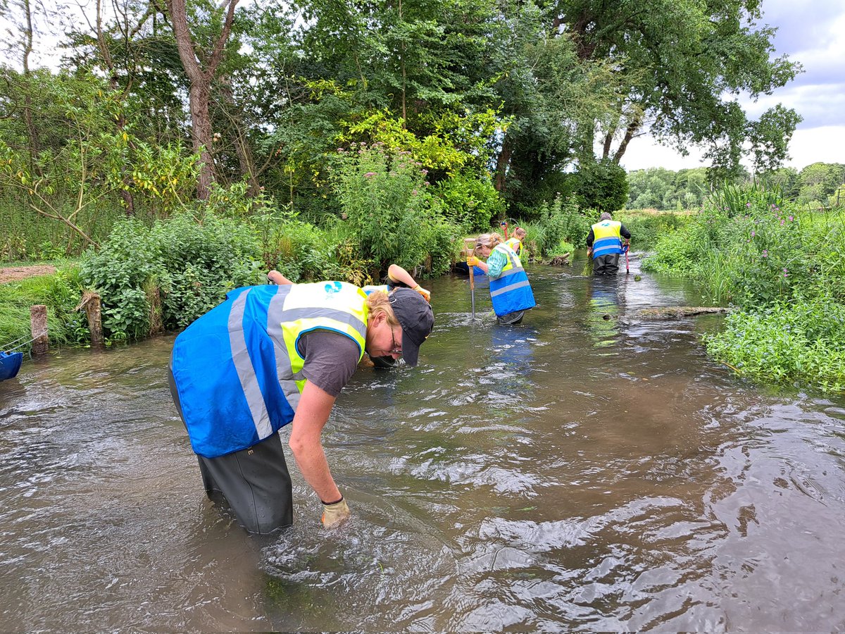 ARKennet's tweet image. A brilliant amount achieved on the Kennet at Kintbury today by a corporate team from @JamesCowperK, Newbury.
Harvesting, then plant stream water-crowfoot.
This aquatic plant is a vital part of a healthy chalk stream.
Thank you to today's volunteers for supporting us. #chalkstream