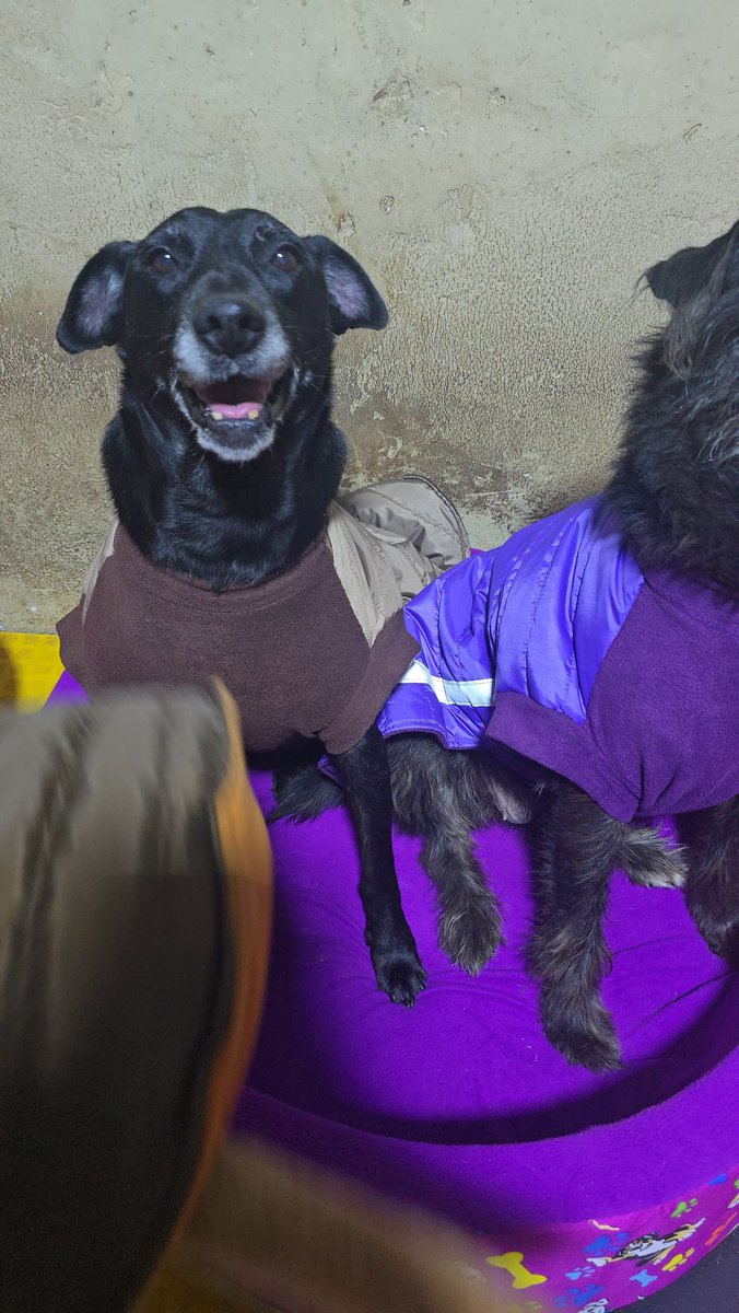 dame_una_pata's tweet image. Amigos llegó la fecha de pagar los hospedajes de los peques
Se acuerdan de Negrita??
Ella fue rescatada de la calle porque fue víctima de maltrato
Fue operada de emergencia y hoy está en un hospedaje 
Podrías apoyar a Negrita para que siga bien cuidada
Yape 967708944
Rt porfavor
