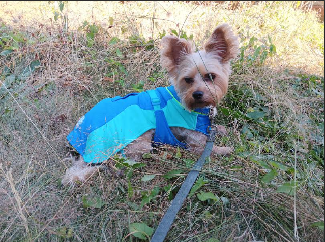 AlissaTeel's tweet photo. @CanadaPooch Seattle area hit w/a heatwave but Harvey keeping cool rockin' your bright cooling vest.He gives it 2 paws up &amp; 10 tail wags! He's a 17 lb Yorkie mix who loves to burrow under blankets... even burrowing in 100 degree heat. NO A/C just the vest. Amazing product. https://t.co/e77YMinLKP