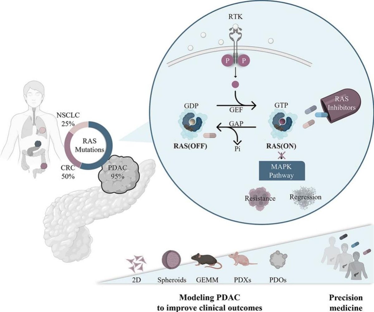 ADDReditors's tweet image. ADDR 50 days' free access: Navigating the complexities of pancreatic ductal adenocarcinoma: a review on therapeutic models and RAS inhibitors.
By Carmen Guerra & coworkers @CNIOStopCancer @CRS_SPLC
#organoid #MouseModel
kwnsfk27.r.eu-west-1.awstrack.me/L0/https:%2F%2…