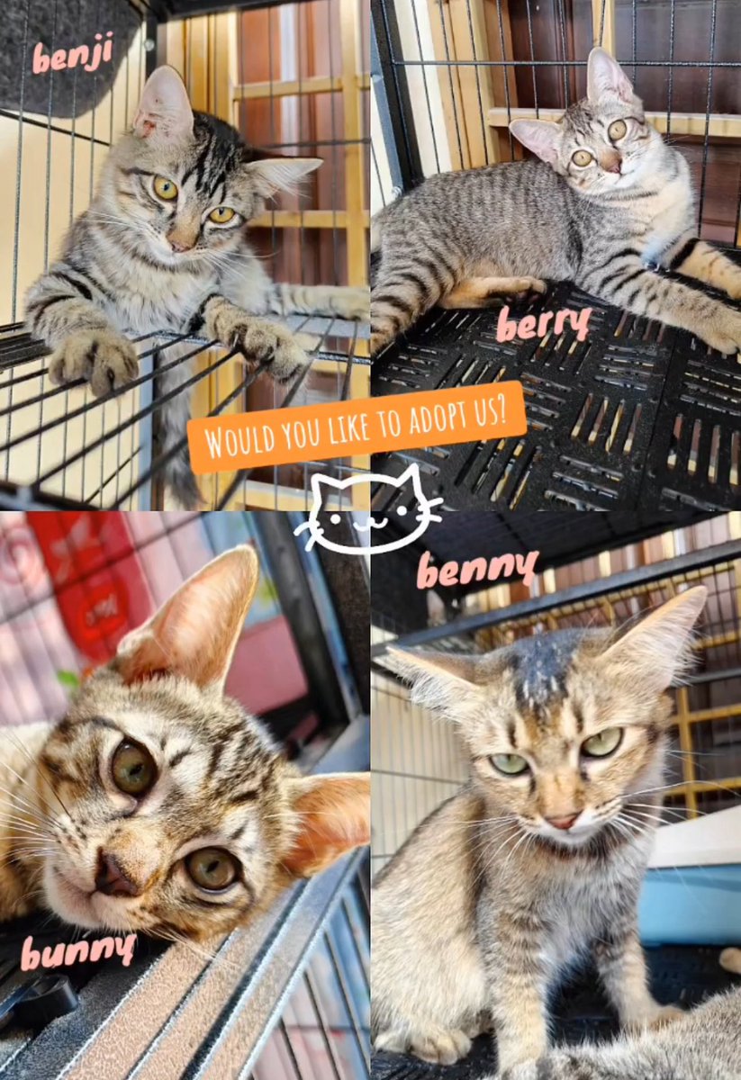 Koranggg, please please consider these to adopt 🥺🥺 besar dah masing2. Can you help rt the original post? That would help sooo much.