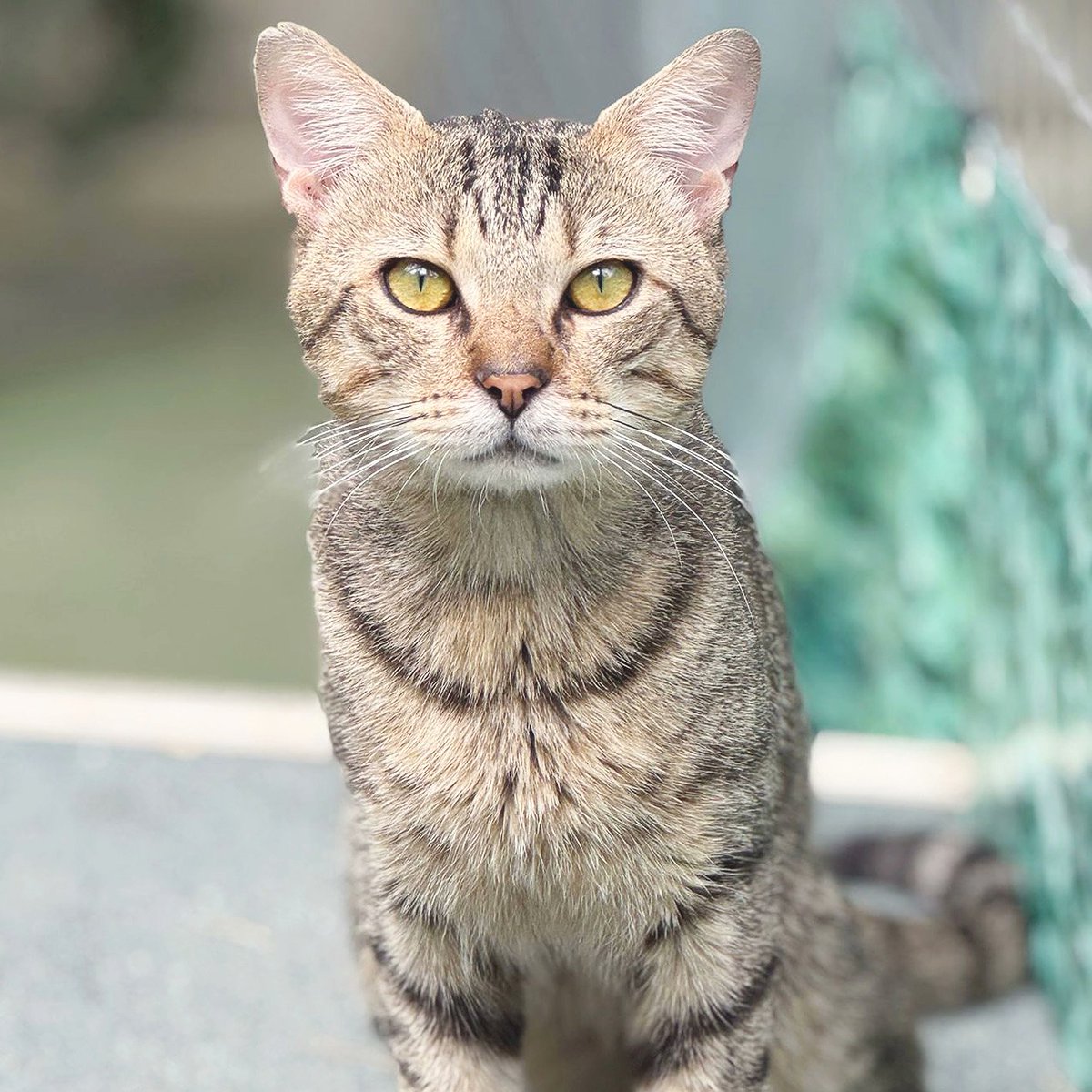 protemataro's tweet image. 🐱 En Tirorín té només 1 any i ho està passant malament al refugi... És molt bo i afectuós amb les persones, però li costa conviure amb tants gats. Només vol una família que el cuidi i l’estimi com mereix. L’ajudes a trobar-la? 💜
#Adopta #Mataró
protectoramataro.org/adopta-un-anim…