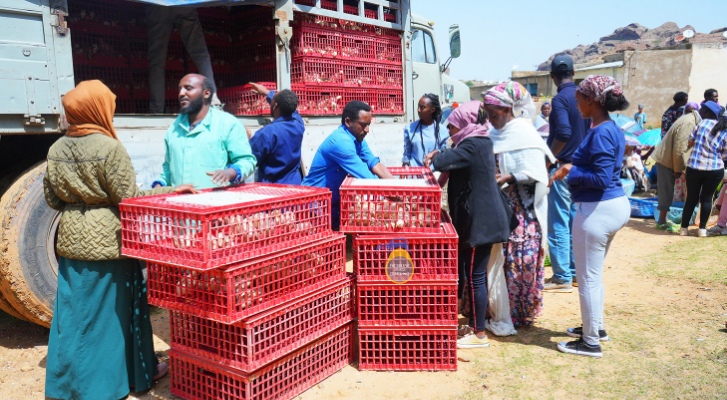 FikreJesus's tweet image. 🇪🇷🥚🐤🐣🐔
Agricultural initiatives are helping boost productivity across the board - from crops to poultry. More eggs. Better nutrition. Lower prices. Stronger livelihoods. Thriving communities.